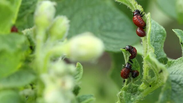 Colorado potato beetle larva on potato leaves. macro shooting
