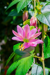 hermosa flor rosado con hojas verdes de vejuco  - obrazy, fototapety, plakaty
