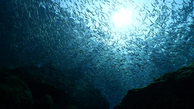 silversides hiding behind secret rocks  under sun shine and beams underwater silverside fish school wavy sea protection ocean scenery