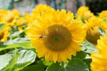Fototapeta premium Closeup sunflower with blur background 