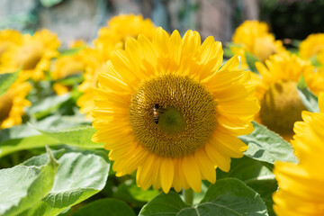 Fototapeta premium Closeup sunflower with blur background 