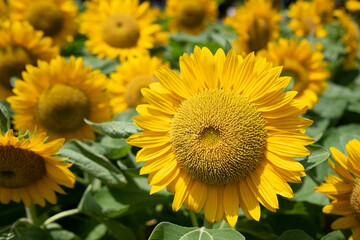 Closeup sunflower with blur background
