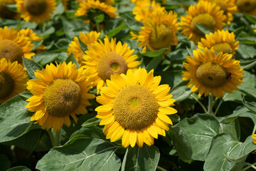 Obraz premium Closeup sunflower with blur background 