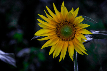 Girassol - Sunflower
