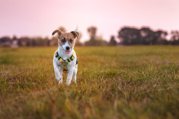 Jack russell terrier © nitka_zaplatana