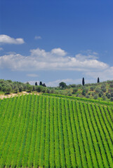 Fototapeta na wymiar Rows of grape vines and olive trees in Tuscany with blue sky
