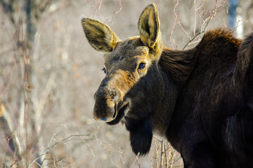 Bull Moose in Palmer, Alaska