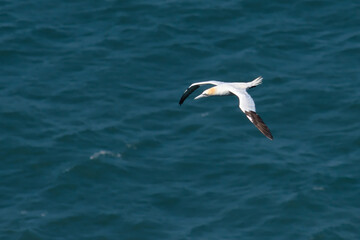 Flying gannet over the sea
