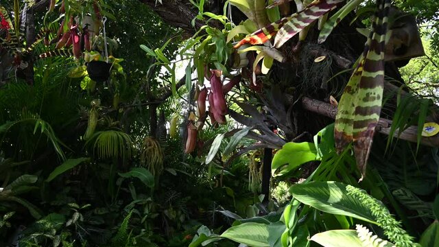 食虫植物　ウツボカズラ