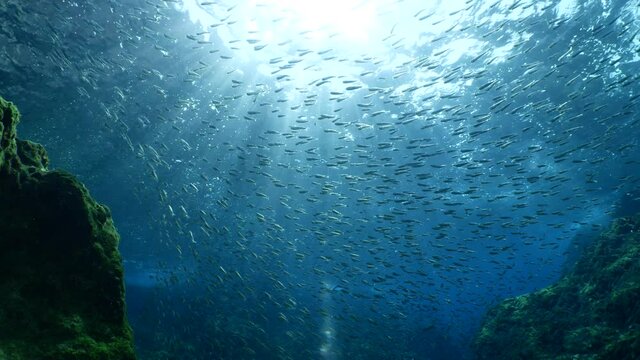 silversides hiding behind secret rocks  under sun shine and beams underwater silverside fish school wavy sea protection ocean scenery