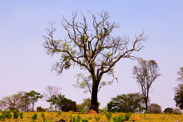 
dry tree on farm
