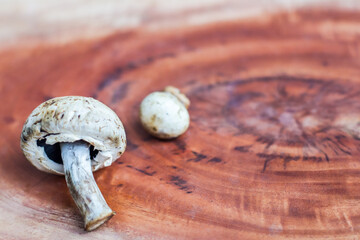 Mushroom on a wooden background with space for text