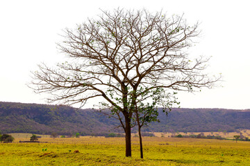 
dry tree on farm