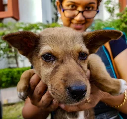 Fotobehang a lady holding an indian street puppy facing camera showing animal love © Arindam