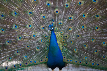 Obraz premium Indian Peacock, Bahamas