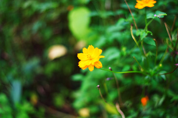 yellow flower in the garden