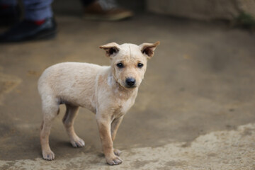 an innocent puppy looking at the camera. indian street dog