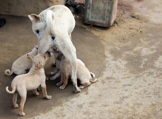 Fototapeta premium puppies of indian street dogs suckling tits of mother dog