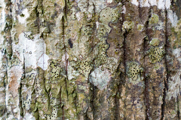 Texture bark of a tree
