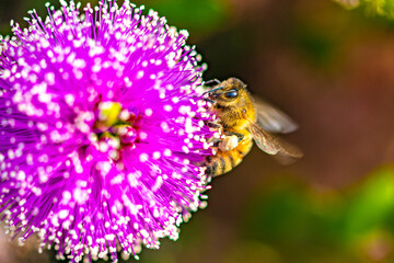 Pink Melaleuca Flower with a Honey Bee in the Garden 