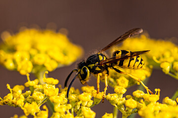 Yellow and Black Wasp on Yellow Flower from the Garden