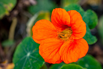 Orange and Red Indian Cress Flower in the Garden