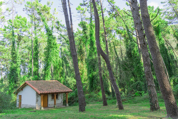 Old house in green forest