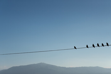 Six birds on a wire