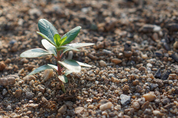 A plant in the sand