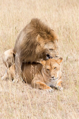 Lions, Panthera leo, mating. Serengeti, Tanzania.