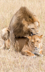 Lions, Panthera leo, mating. Serengeti, Tanzania.