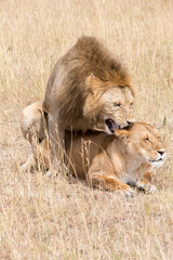 Lions, Panthera leo, mating. Serengeti, Tanzania.