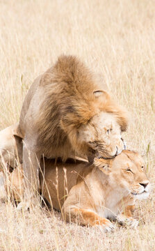 Lions, Panthera leo, mating. Serengeti, Tanzania.