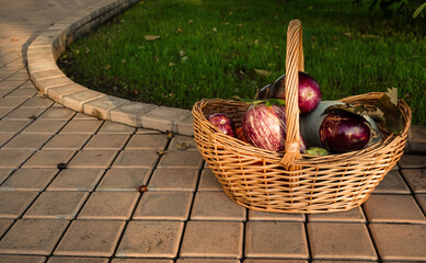 Purple striped eggplants and white pumpkin in a basket in sunset light on a garden tiled path