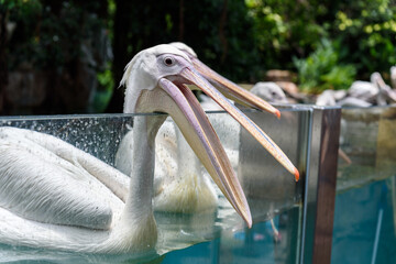Pelican sticking out theirs heads of the swimming pool in zoo 

