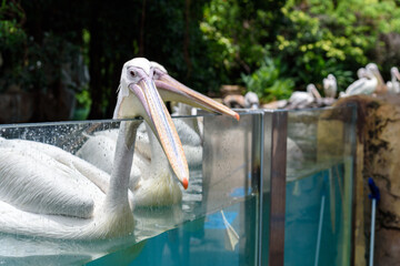 Pelican sticking out theirs heads of the swimming pool in zoo 

