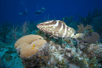 Scuba Divers and Nassau Grouper Fish,  Cayman Islands