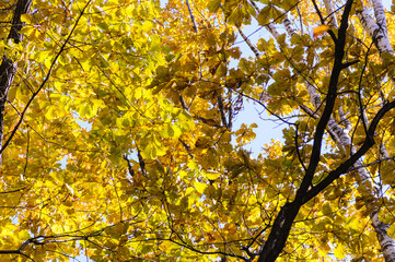 Yellow autumn branches of trees sun