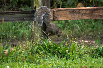 A common gray squirrel clings to a weathered wooden fence post below the railing sideways with tall lush green grass below.