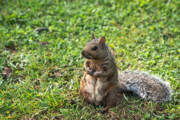 Naklejka na ściany i meble A common gray squirrel female mother with gray, brown and white fur sits on her hind legs with paws in on green grass as she looks towards the camera.