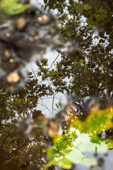 A beautiful fall or autumn season background image of a green, yellow and brown tipped oak tree leaf submerged in a mud puddle with the reflective water surface mirroring the tree branches above.