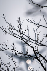 Fototapeta na wymiar A beautiful background image of thin, delicate, and intricate bare tree branches silhouette with a white sky background and other branches blurred beyond.