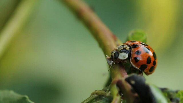 ladybug eats aphids caught on a tree branch
