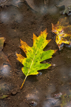 A beautiful fall or autumn season background image of a green, yellow and brown tipped oak tree leaf submerged in a mud puddle with the reflective water surface reflecting filtered sunlight from above