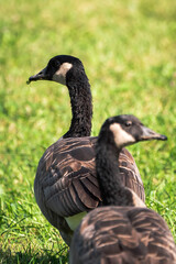 Close up of two wild migratory Canadian geese walking on green grass on a bright sunny summer day.