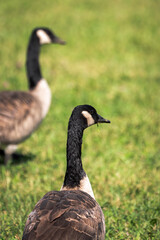 Close up of two wild migratory Canadian geese walking on green grass on a bright sunny summer day.