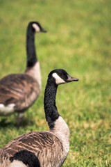 Close up of two wild migratory Canadian geese walking on green grass on a bright sunny summer day.