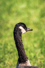 A close up isolated photograph of a wild Canadian goose head beak and neck as it looks at the camera with bright sunny green grass blurred in the background.