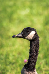 A close up isolated photograph of a wild Canadian goose head beak and neck as it looks at the camera with bright sunny green grass blurred in the background.