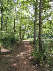 path in the woods